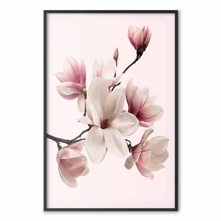 Delicate Magnolias - composition with light pink flowers on a pastel background