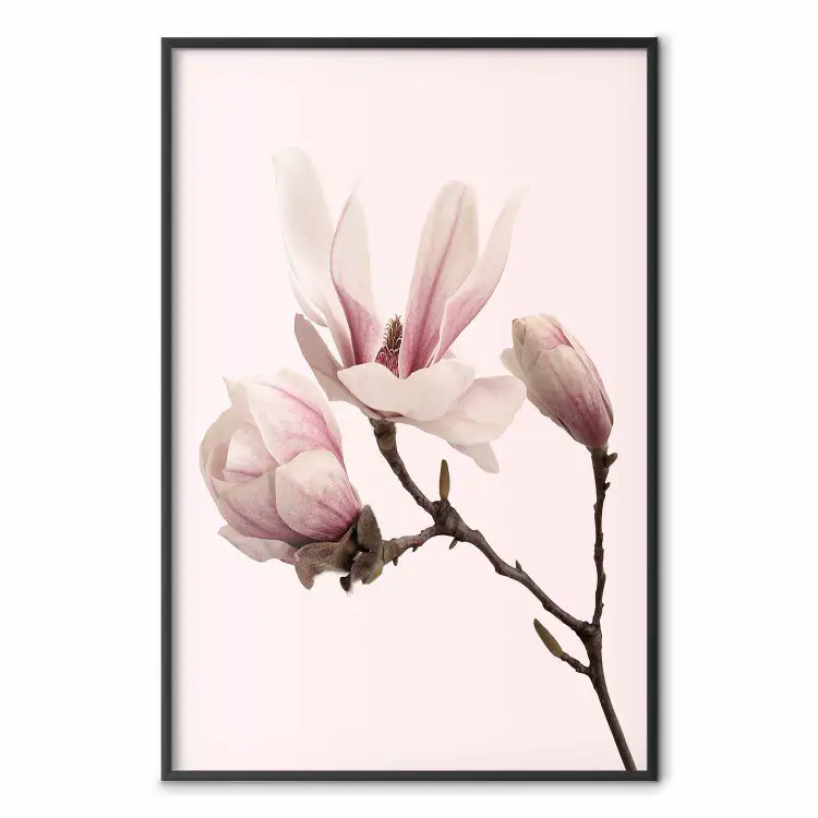 Blooming Flowers - delicate pink magnolias on a branch and pastel background