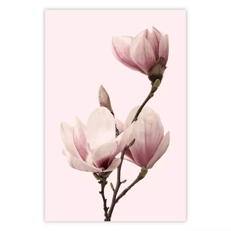 Seasonal Flowers - light pink magnolias on a pastel background