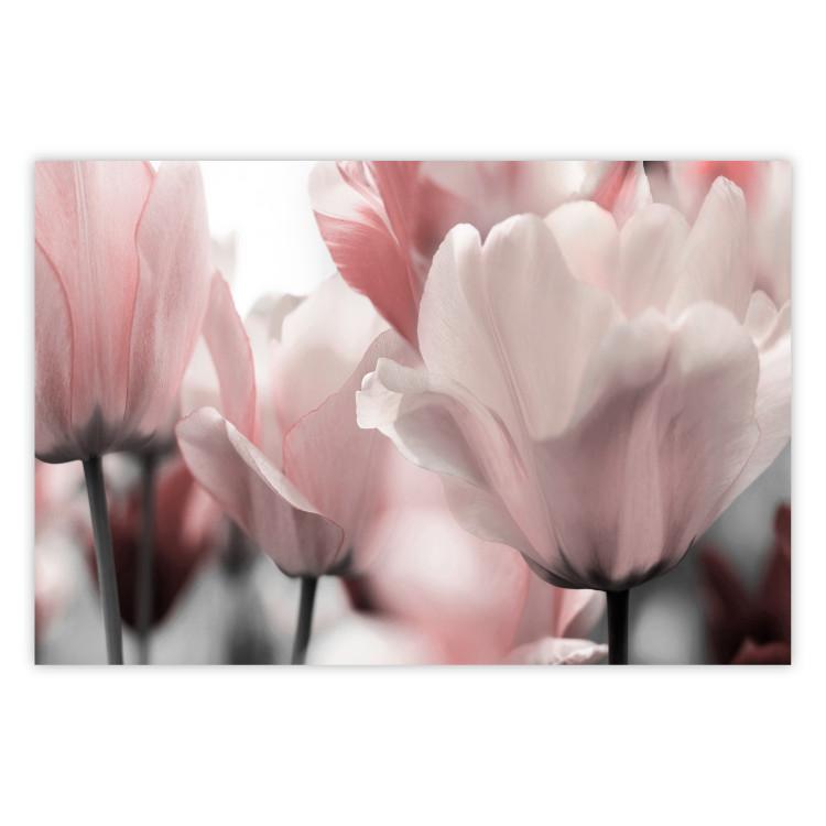 Poster Fairy Tulips - composition with spring flowers in light pink color