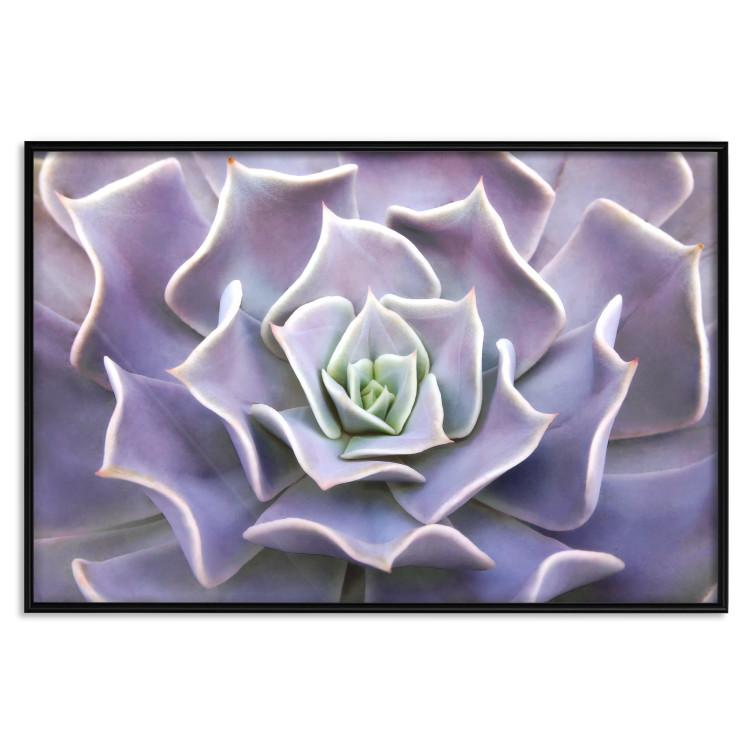 Poster Purple Succulent - plant composition in lavender-colored leaves