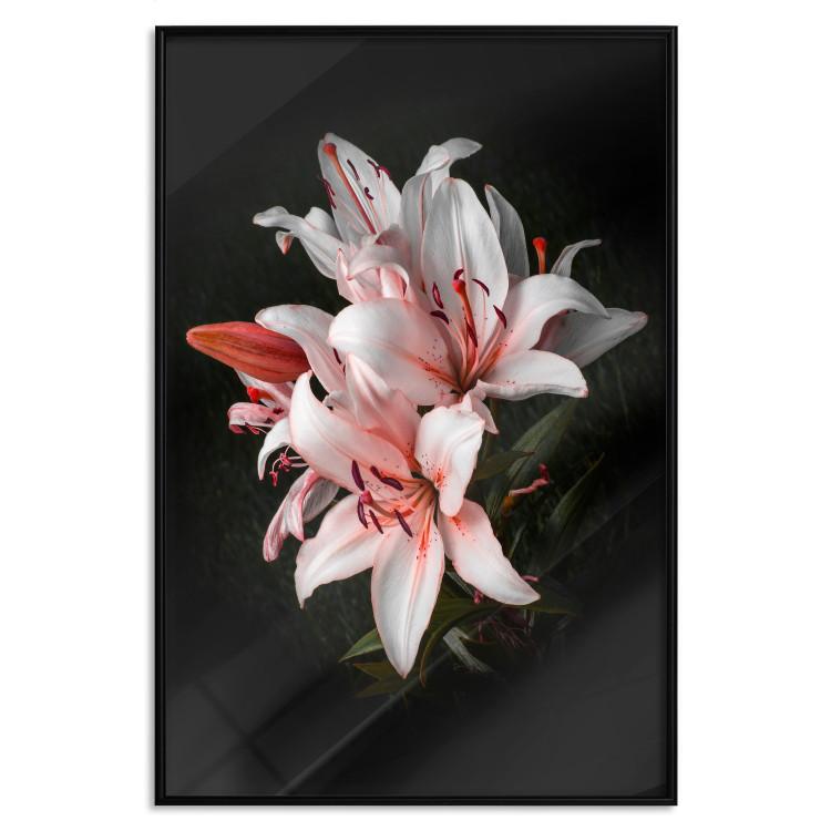 Poster Lilies - composition with beautiful light pink flowers on a deep black background