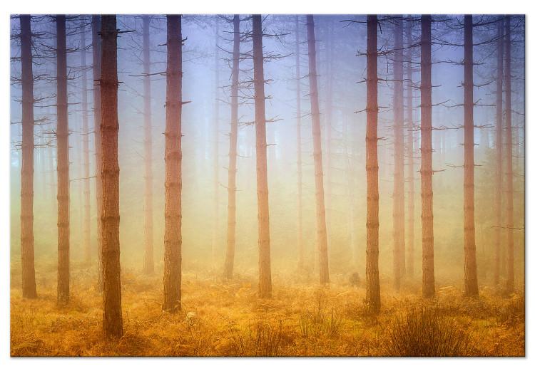 Canvas Print Trees in the fog - a forest landscape in warm, natural shades