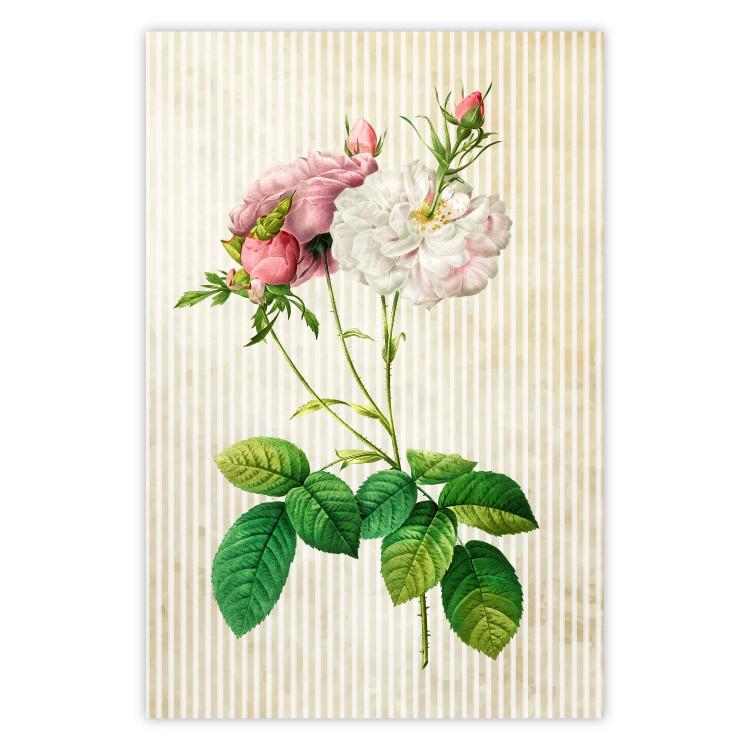 Poster Floral Chic - colorful composition with flowers and beige stripes in the background