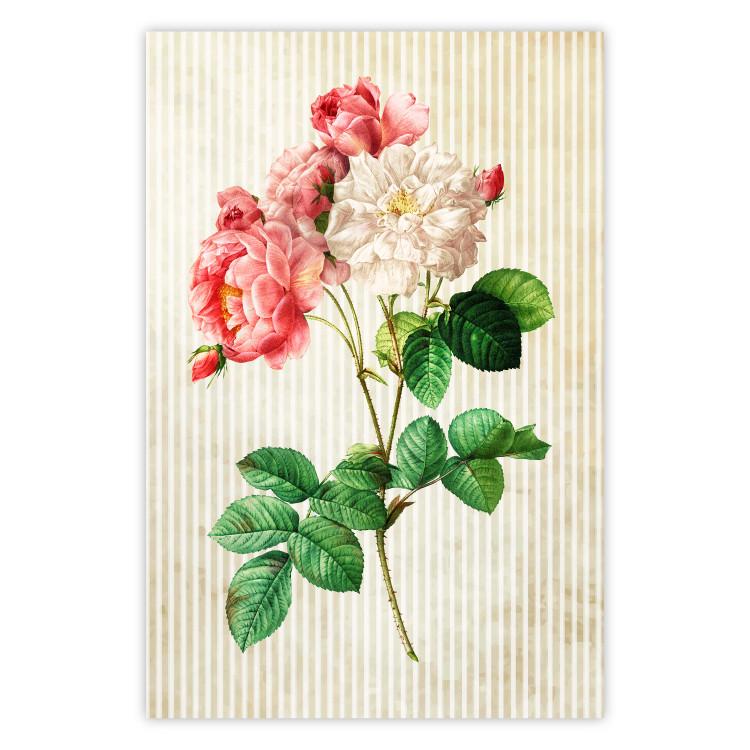 Poster Celestial Rose - colorful composition with flowers on a background of beige stripes