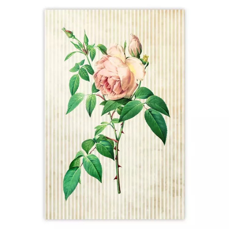 Victorian Rose - colorful floral composition against a background of beige stripes