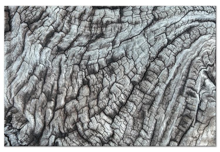 Canvas Print Tree bark - the structure of nature in monochrome gray