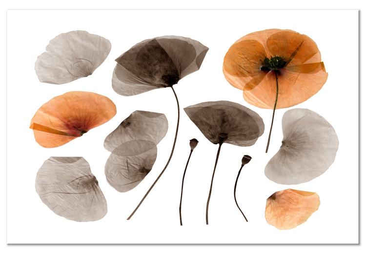 Canvas Print Herbarium poppies - commemorating the beauty of nature and vegetation