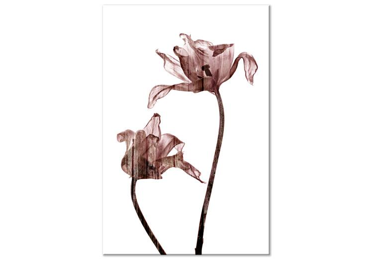 Canvas Print Drawn tulips - flowers in a delicate brown color on a white background