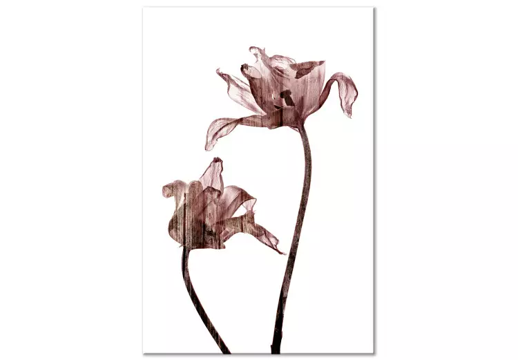 Canvas Print Drawn tulips - flowers in a delicate brown color on a white background