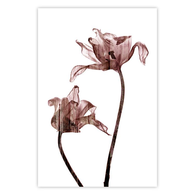 Poster Translucent Closeness - botanical composition with powdery pink flowers