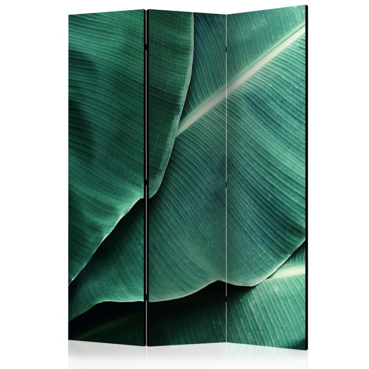 Room Divider Banana Leaves - texture of green leaves with many details