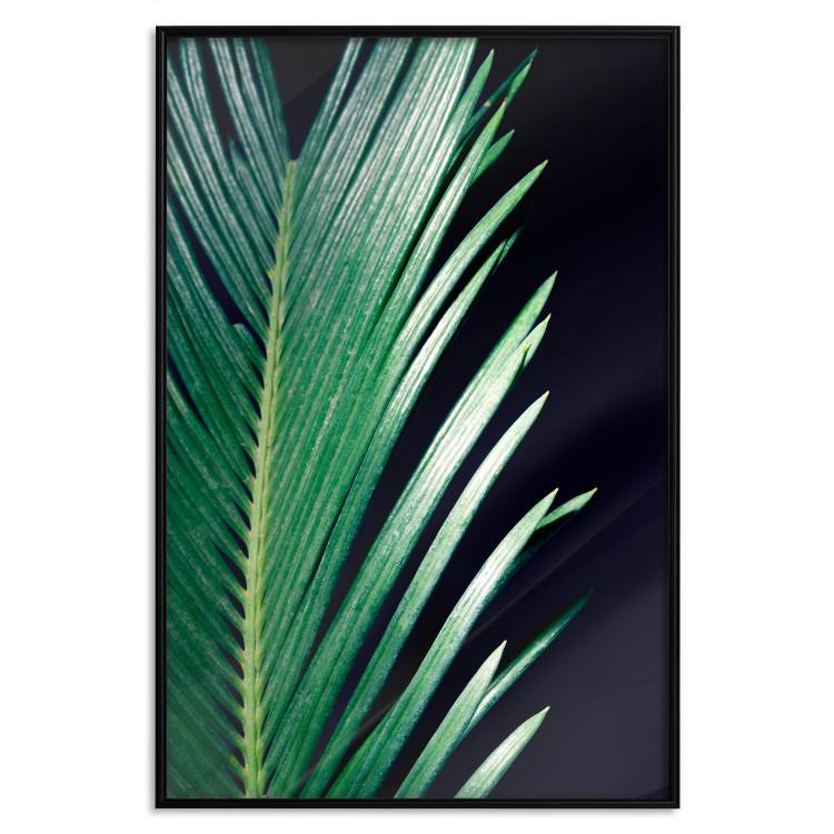 Poster Sharp Leaves - botanical composition with plants on a background of deep black