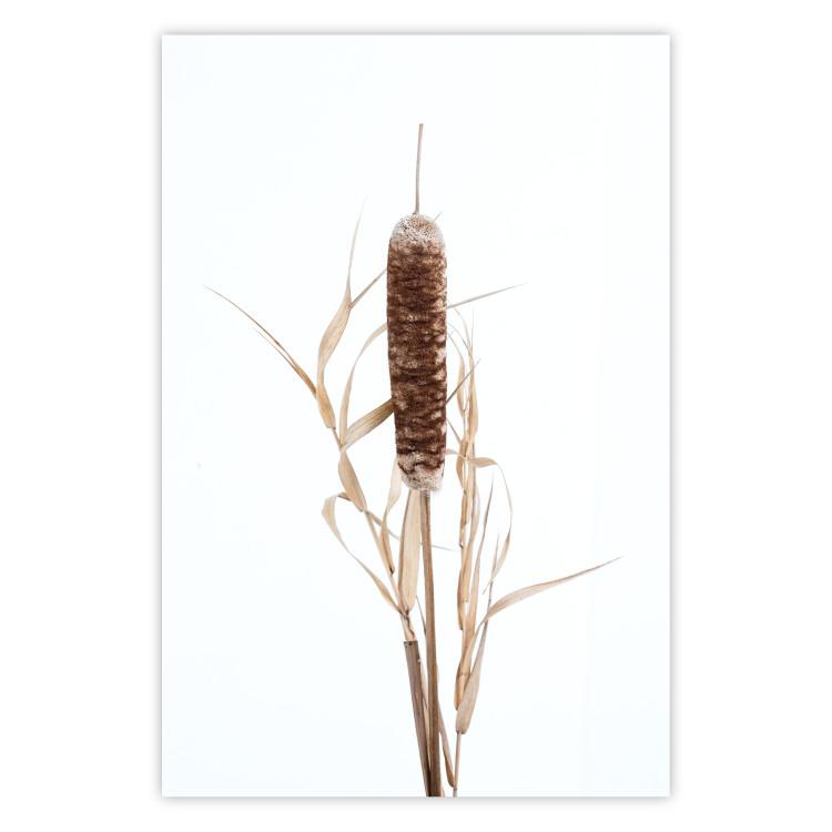 Poster Swamp Queen - autumn composition with aquatic plant on a white background