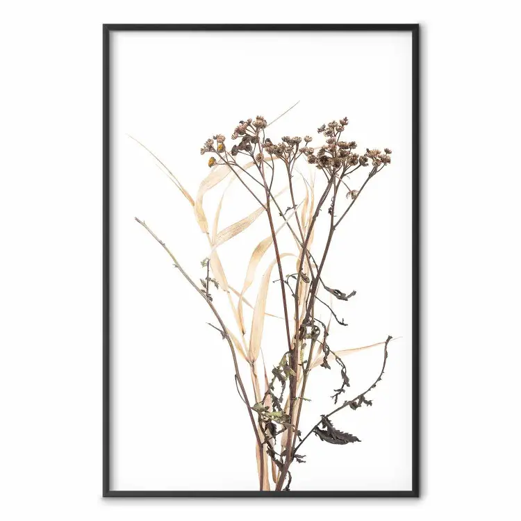Chamomile - simple autumn composition with a botanical motif on a white background