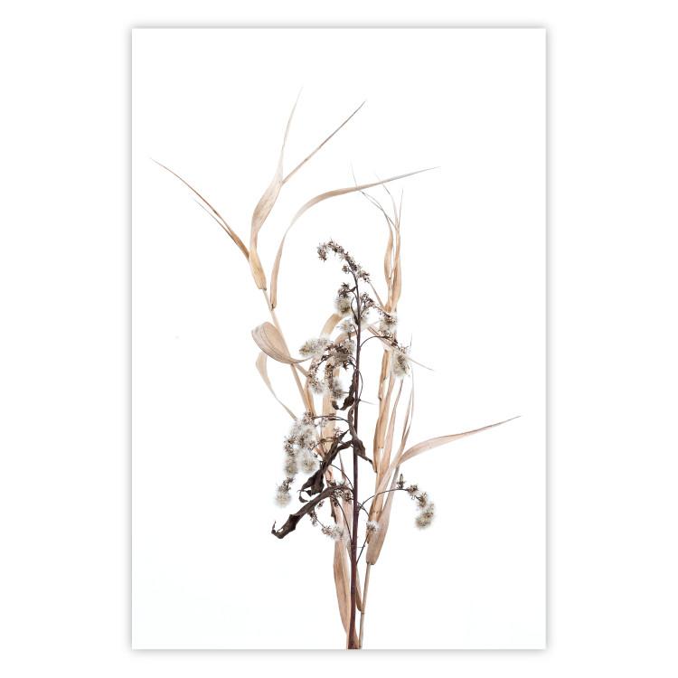 Poster Autumn Herbs - simple composition with dried plants on a white background