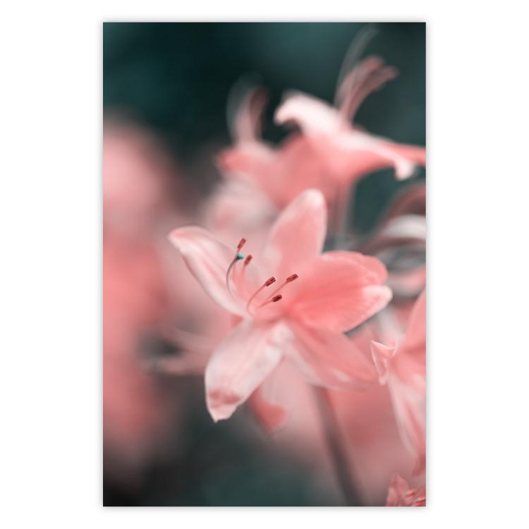 Poster Pastel Flowers - botanical composition with pink floral petals
