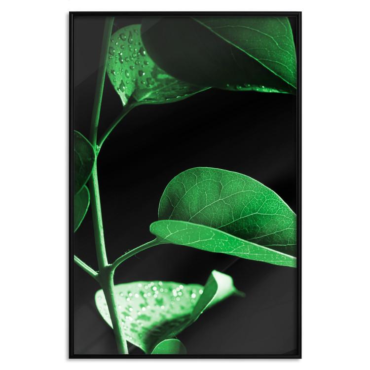 Poster Plant in Black - botanical composition with green leaves on a dark background