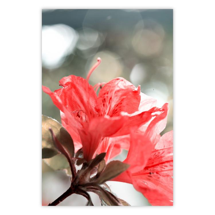Poster Red Flowers - botanical composition with intensely colored plants