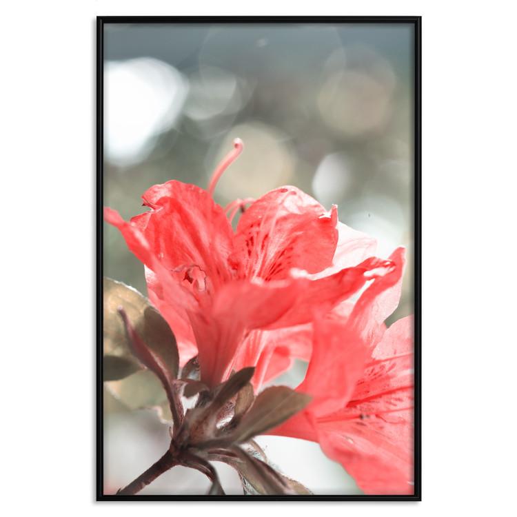Poster Red Flowers - botanical composition with intensely colored plants