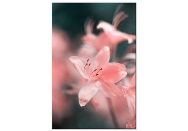 Canvas Print The gentleness of nature - a subtle, romantic photo of pink flowers