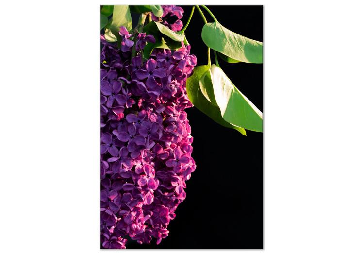 Canvas Print Common Lilac - a purple flower and leaves on a black background