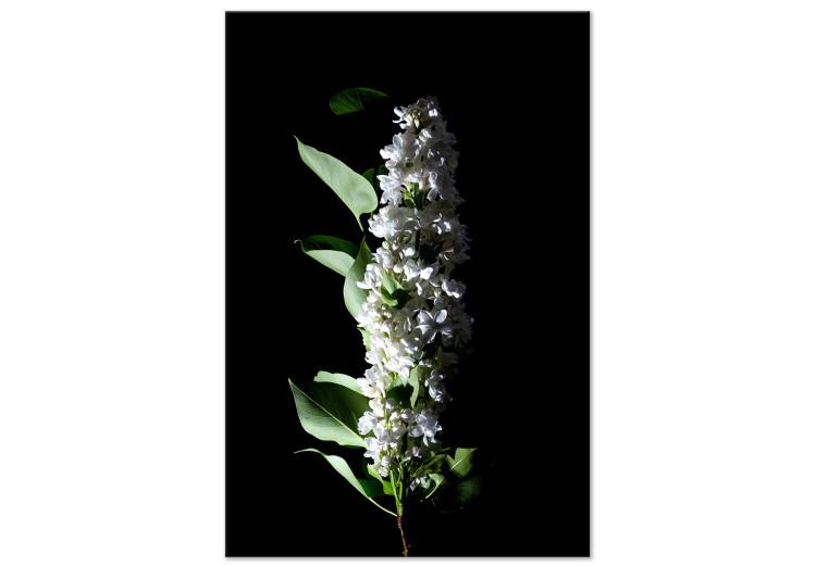 Canvas Print May decoration - photo of a white lilac flower and leaves on black