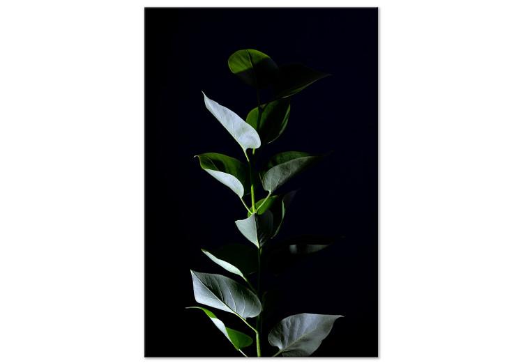 Canvas Print In the garden at night - photo of leaves on a black background