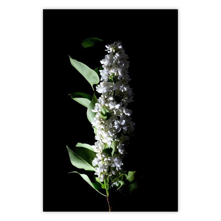 Poster White Lilacs - botanical composition with spring flowers on a black background