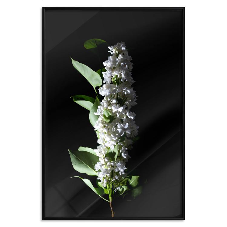 Poster White Lilacs [Poster]