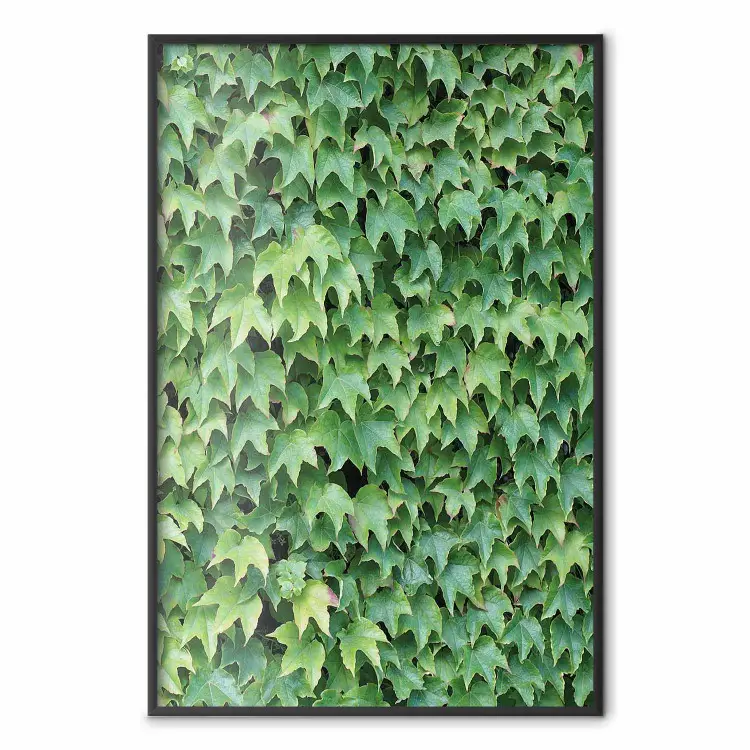 Dense Ivy - botanical composition filled with green leaves