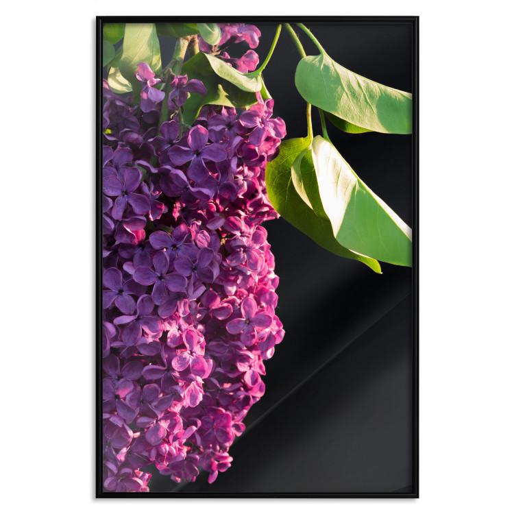 Poster Spring Colors - botanical composition with purple lilac flowers and leaves