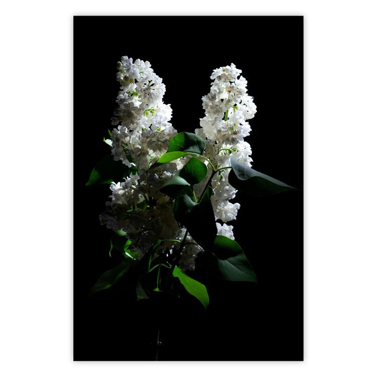 Poster Lilacs at Night - composition of spring white flowers amidst deep black