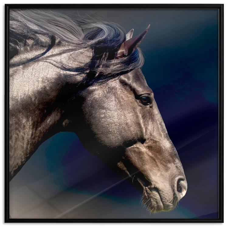 Poster Dappled Majesty - composition with a portrait of a brown horse on a black background