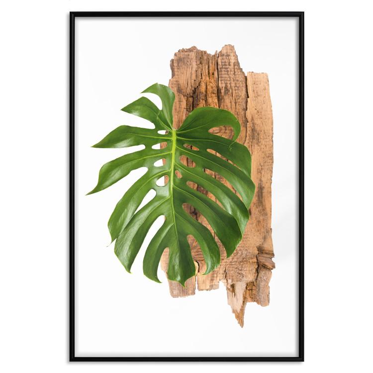 Poster Force of Nature - green leaf and wooden piece of bark on a white background