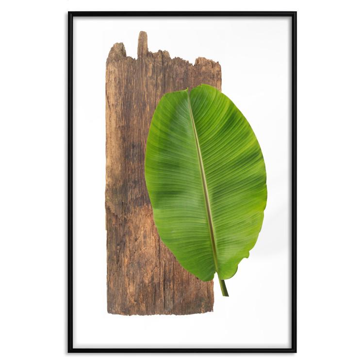 Poster Gravity of Nature - green leaf and wooden piece of plank on a white background