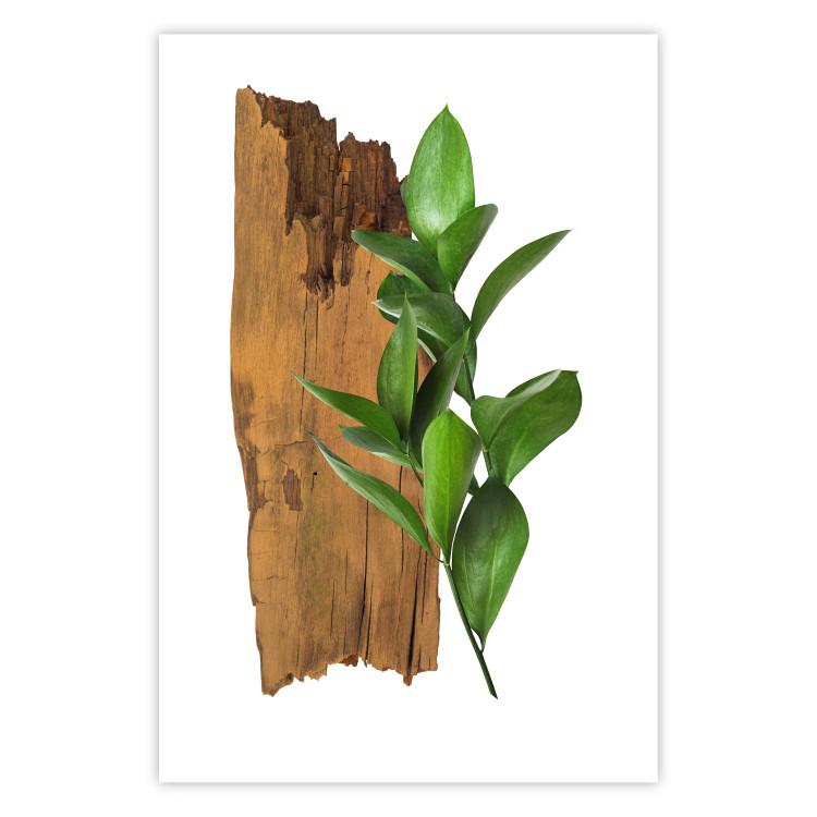 Poster Fascinating Nature - plant and wooden piece of plank on a white background