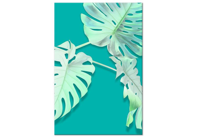 Canvas Print Monstera variegata - white monstera leaves on a turquoise background