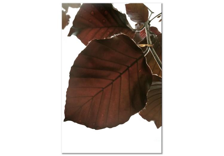 Canvas Print Autumn Elegance (1-part) - Tree Leaves in Brown Shades