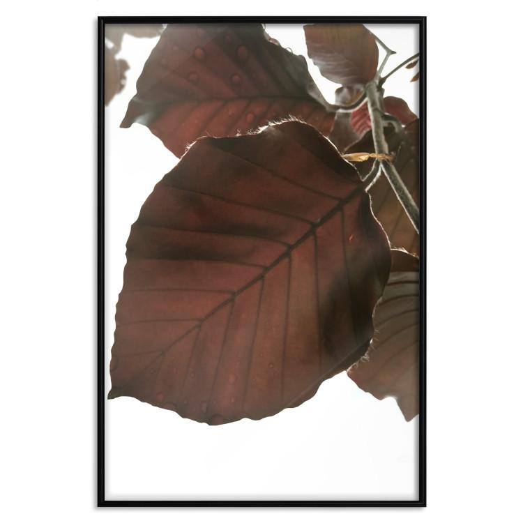 Poster Autumn Leaves - natural brown leaf in the light of bright sunlight