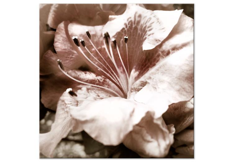Canvas Print Fleeting - a romantic photo of a flower detail in delicate roses