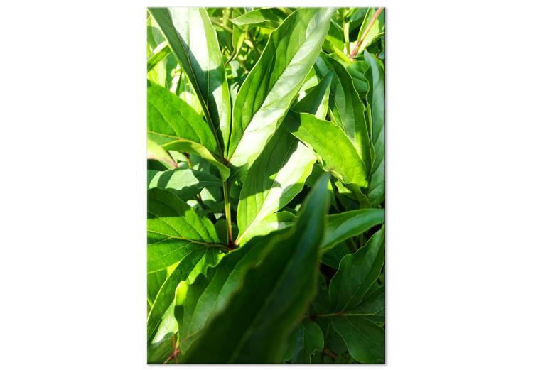Canvas Print Green Field of Leaves (1-part) - Exotic Plant Forest in Nature