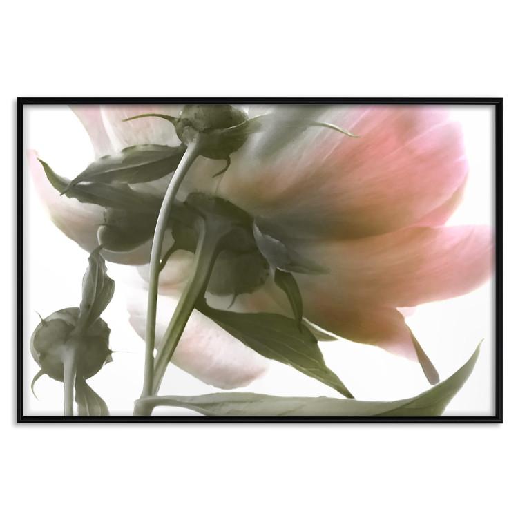 Poster Her Majesty - pink peony petals with a green branch on a white background