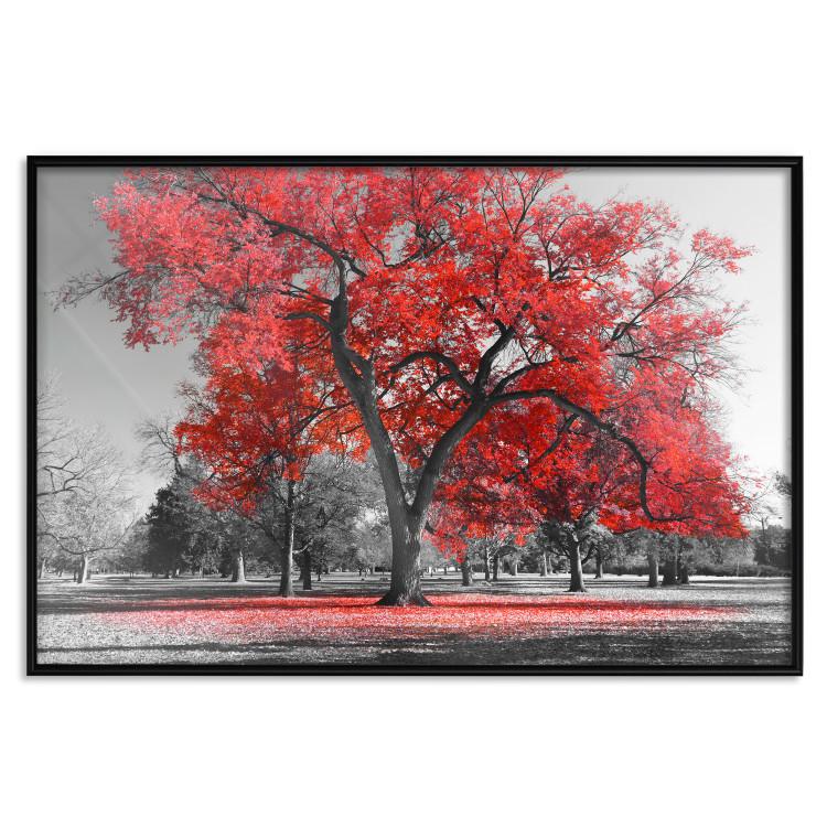 Poster Autumn in the Park (Red) - gray tree landscape with red leaves