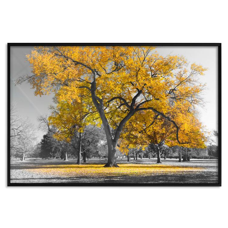 Poster Autumn in the Park (Golden) - gray tree landscape with golden leaves