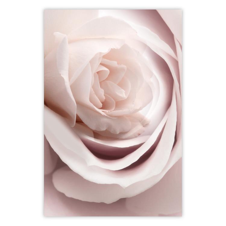 Poster Porcelain Rose - light pink plant with a beautiful fresh rose flower