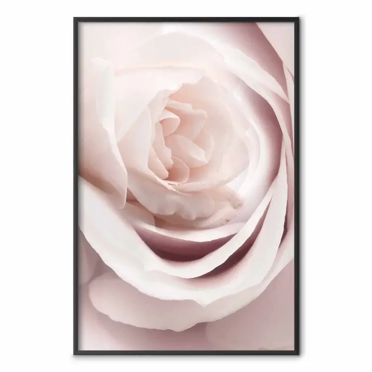 Porcelain Rose - light pink plant with a beautiful fresh rose flower