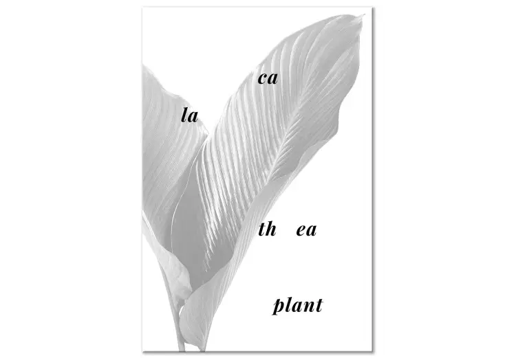 Canvas Print Silver calathea leaves with inscription - graphic with botanical motif