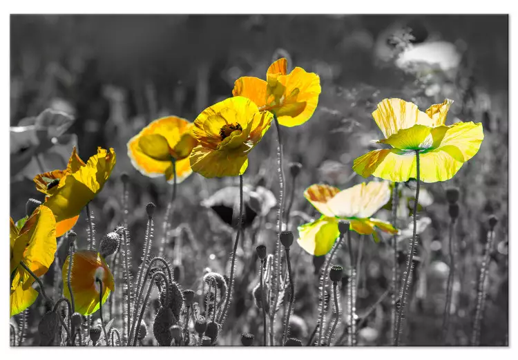 Canvas Print Nature's Contrast (1-part) - Spring Meadow of Blooming Poppies