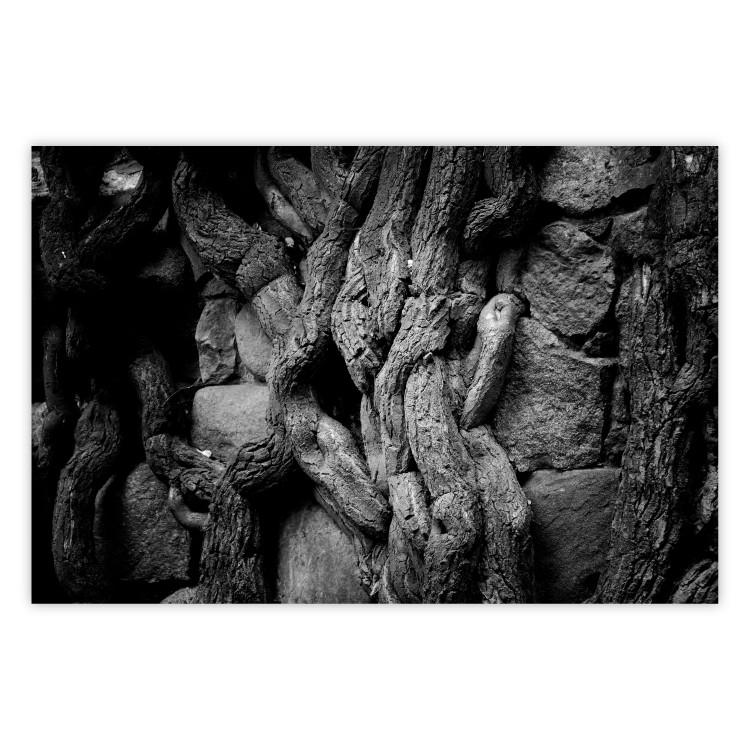 Poster Overgrown Stones - black and white texture with wood and stones motif